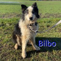 Bilbo