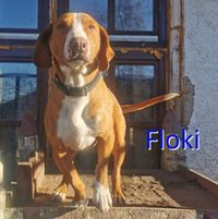 Floki