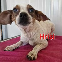 Hrisi