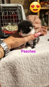 peaches